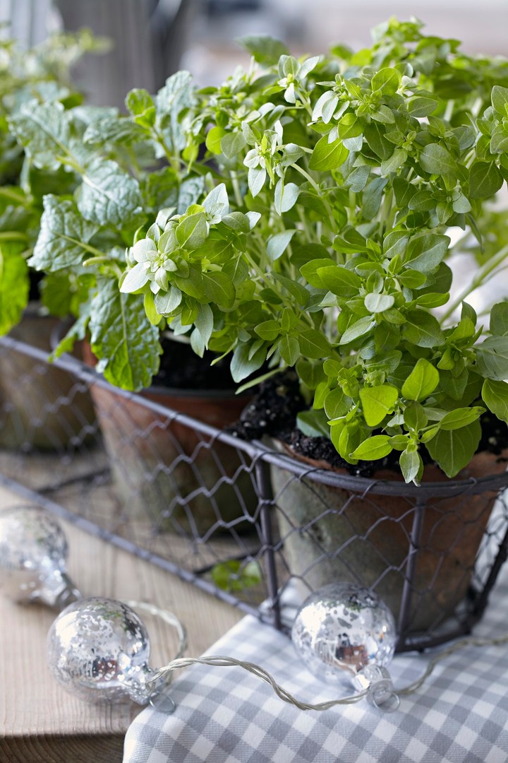 Nová záhrada - bylinky